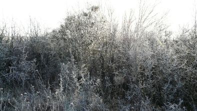 Une haie en hiver