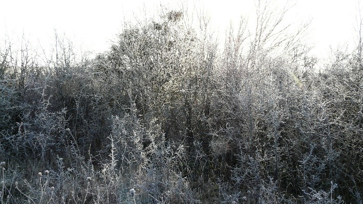 Une haie en hiver